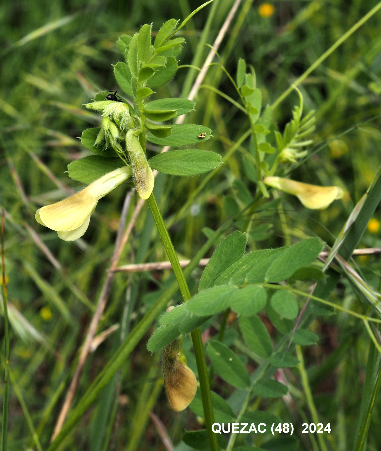 Vetch, Hairy Yellow